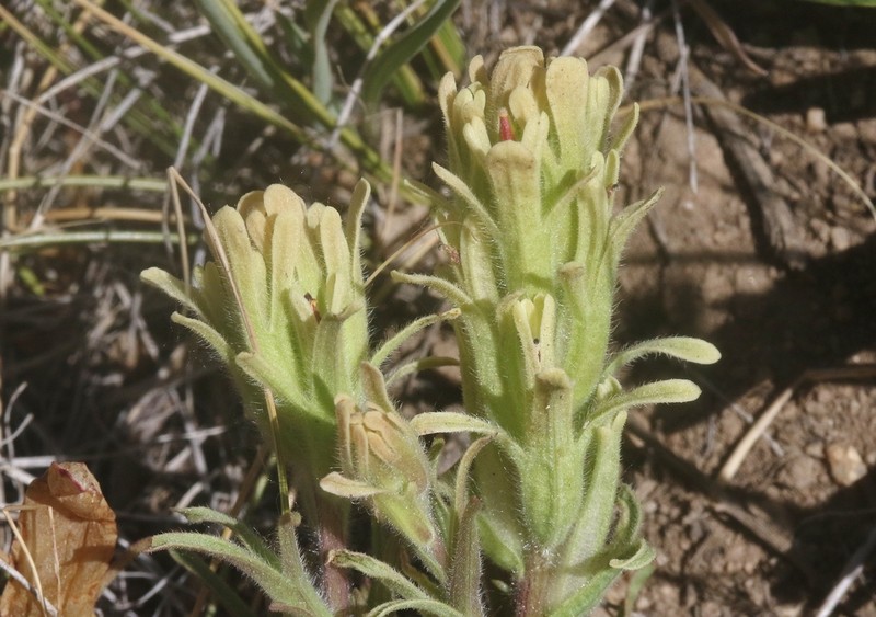 Salmon Creek Indian Paintbrush photo 4