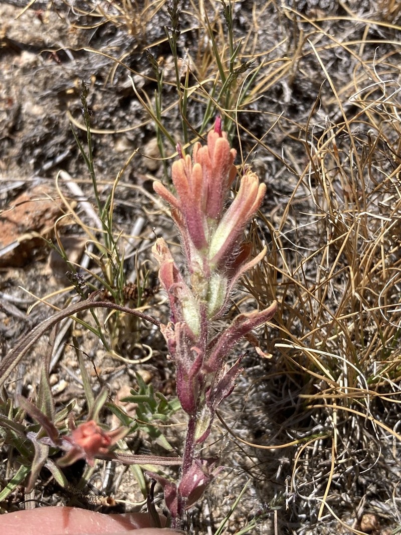 Salmon Creek Indian Paintbrush photo 5