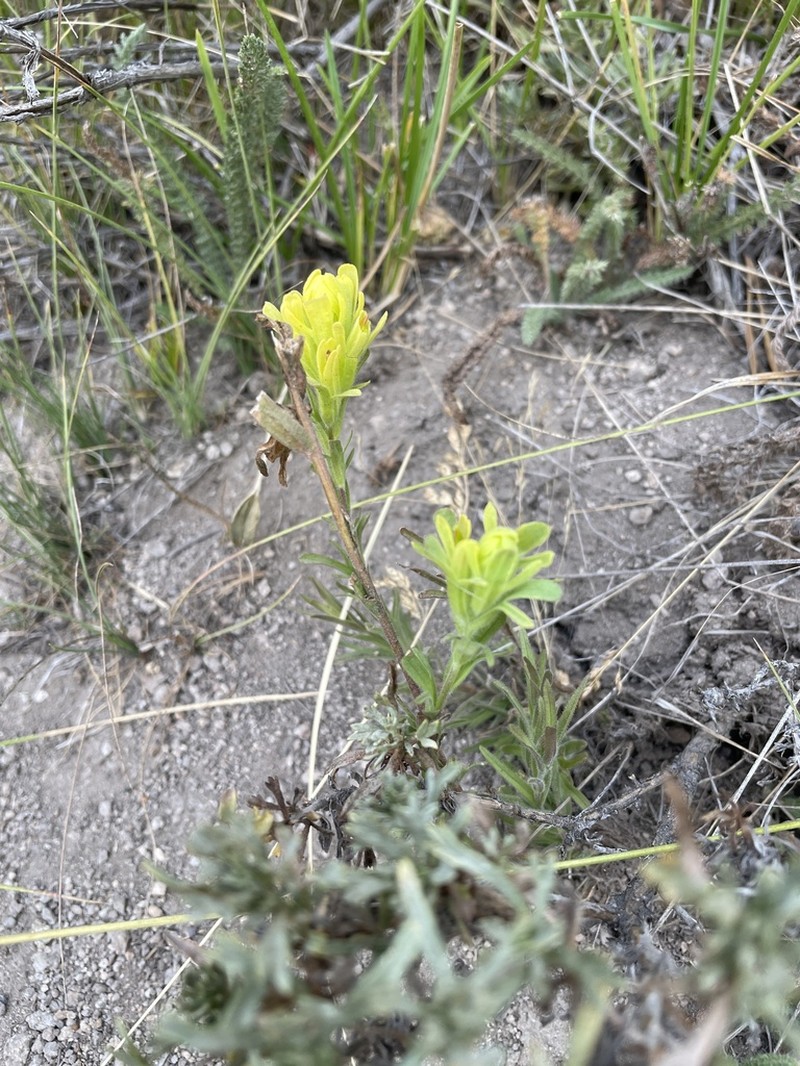 Salmon Creek Indian Paintbrush photo 6