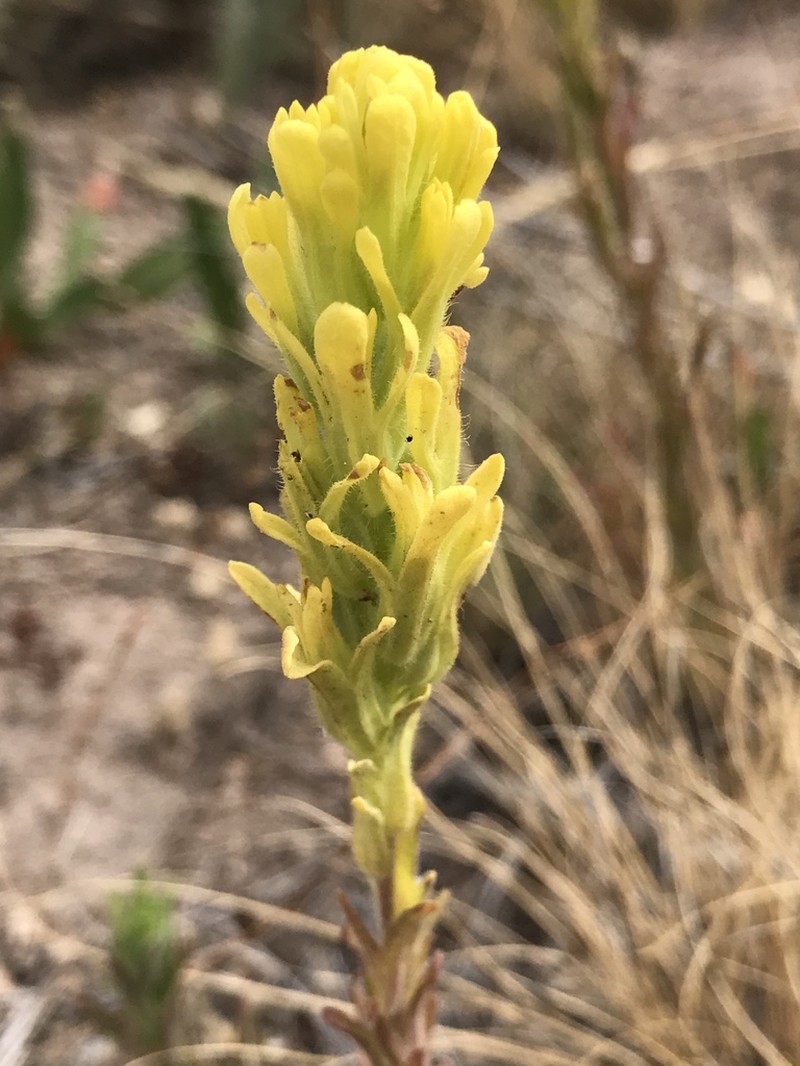 Salmon Creek Indian Paintbrush photo 7