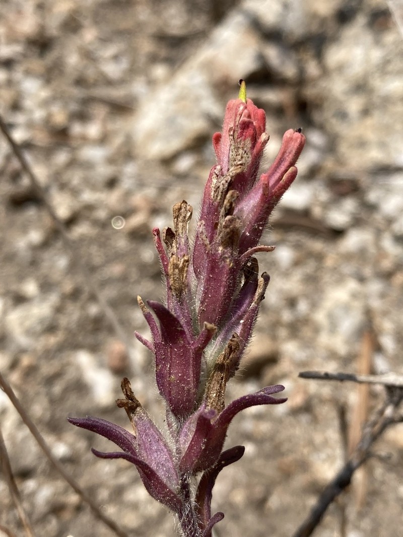 Salmon Creek Indian Paintbrush photo 8