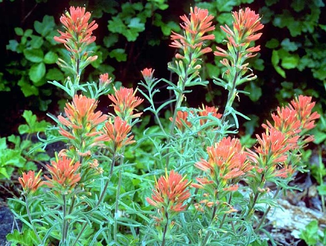 Frosted Indian Paintbrush
