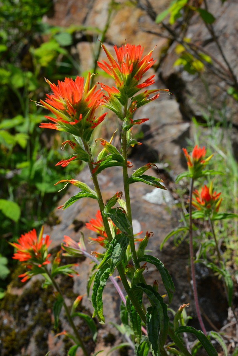 Frosted Indian Paintbrush