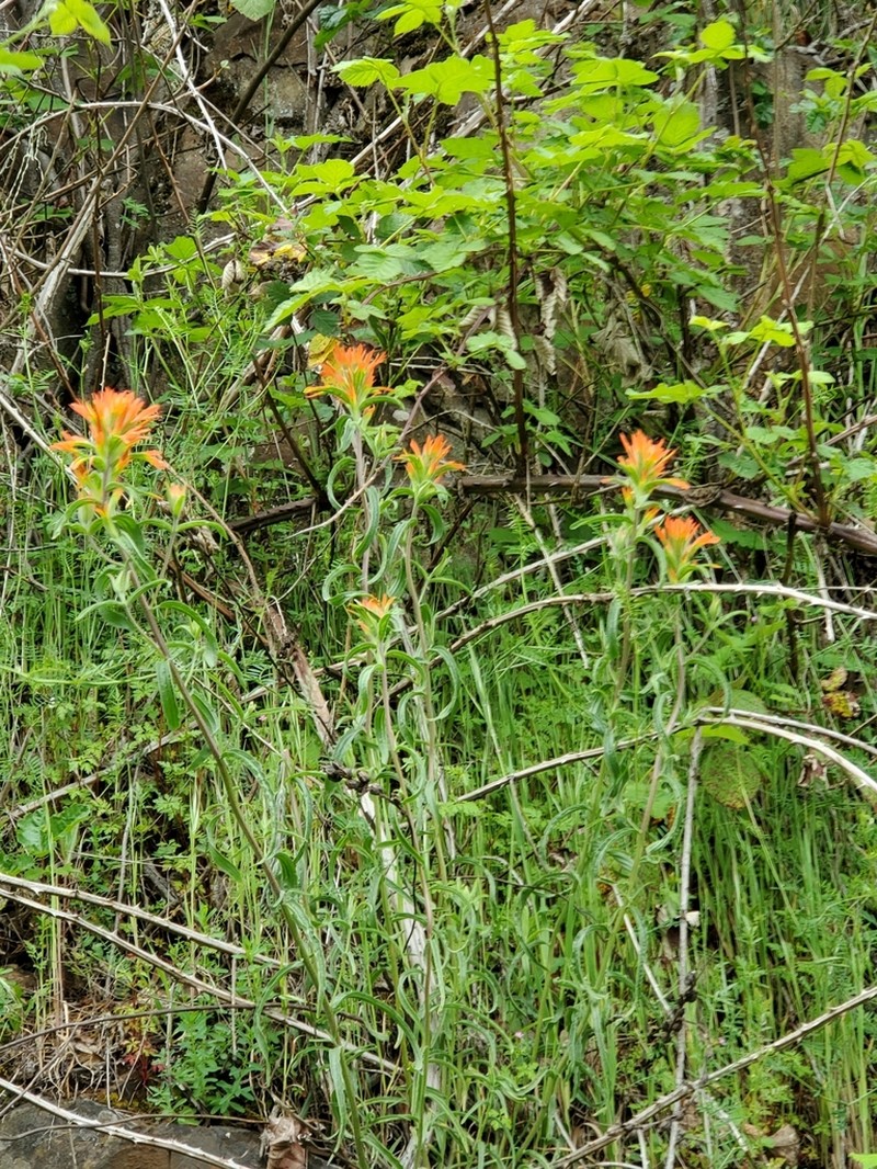 Frosted Indian Paintbrush photo 2