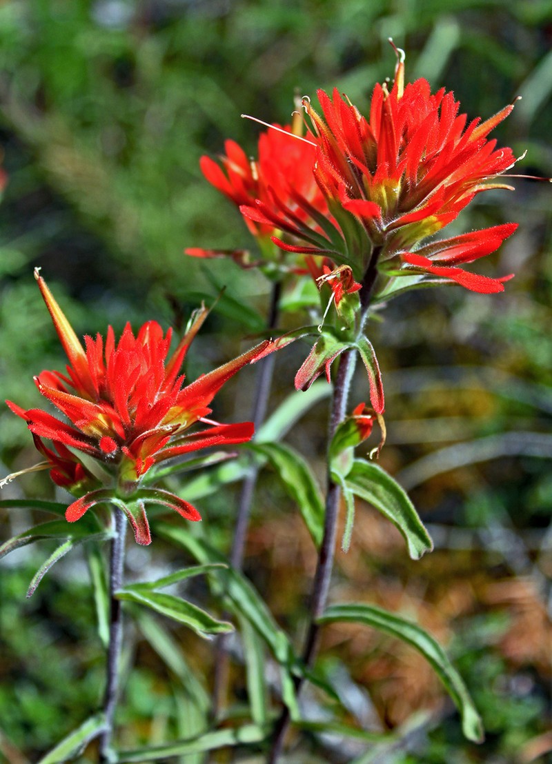 Frosted Indian Paintbrush photo 3