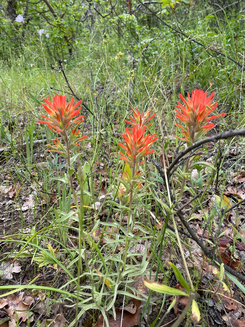 Frosted Indian Paintbrush photo 4