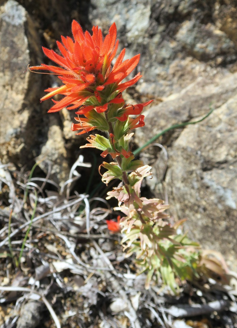 Frosted Indian Paintbrush photo 5