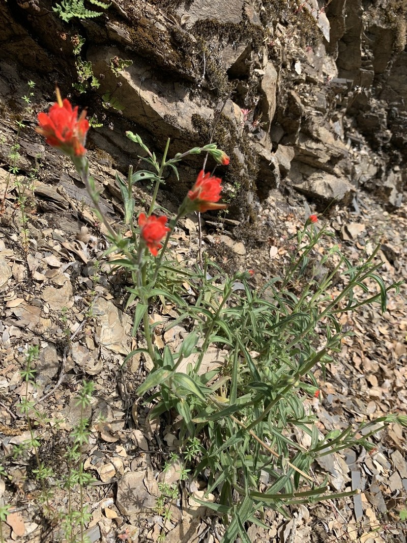 Frosted Indian Paintbrush photo 6