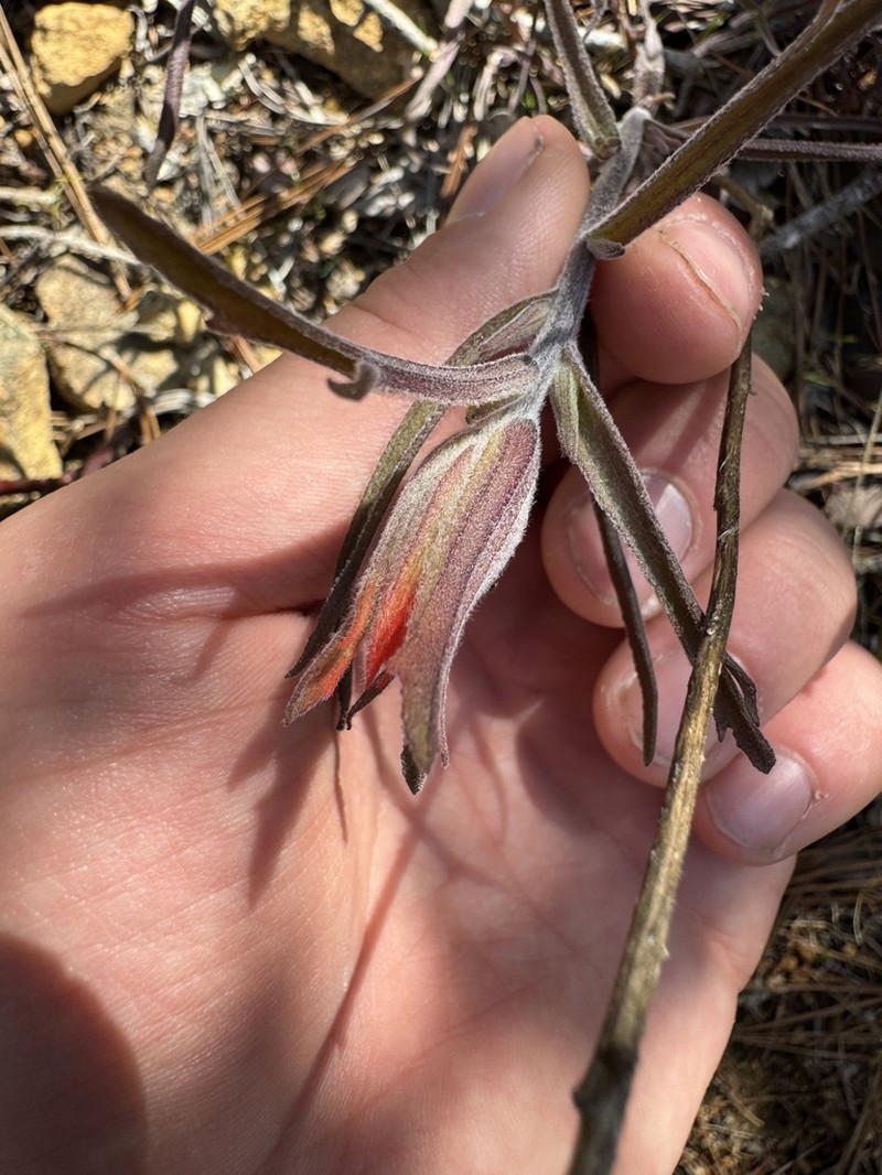Frosted Indian Paintbrush photo 7