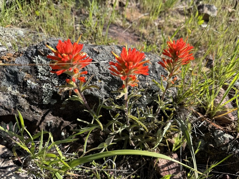 Frosted Indian Paintbrush photo 8