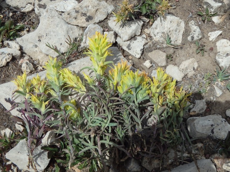 Shortflower Indian Paintbrush