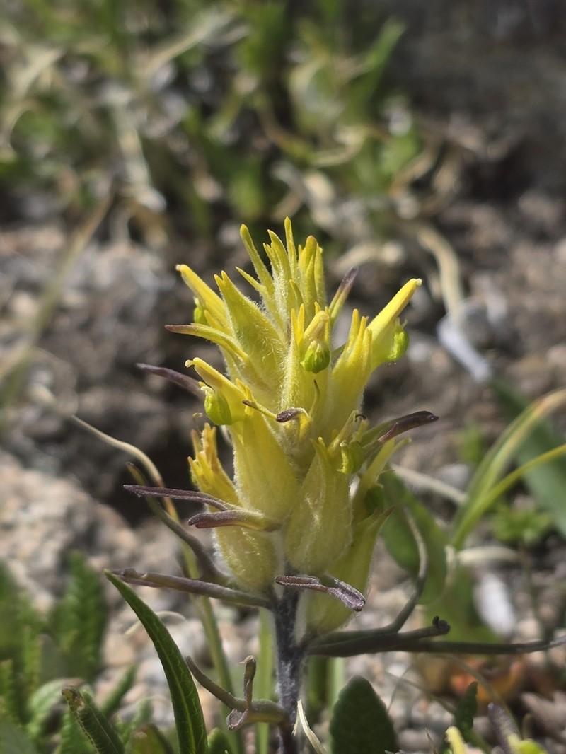 Shortflower Indian Paintbrush photo 2