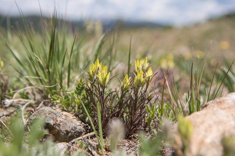 Shortflower Indian Paintbrush photo 3