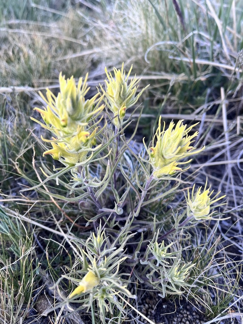 Shortflower Indian Paintbrush photo 4