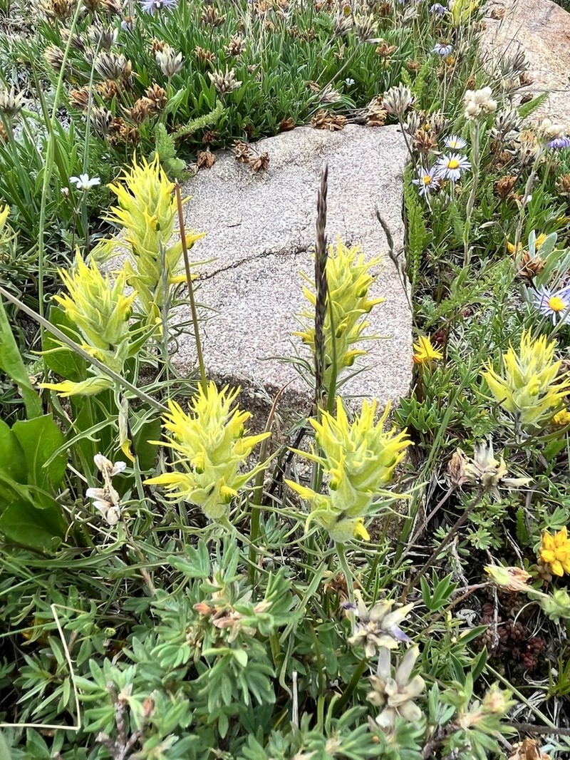 Shortflower Indian Paintbrush photo 5
