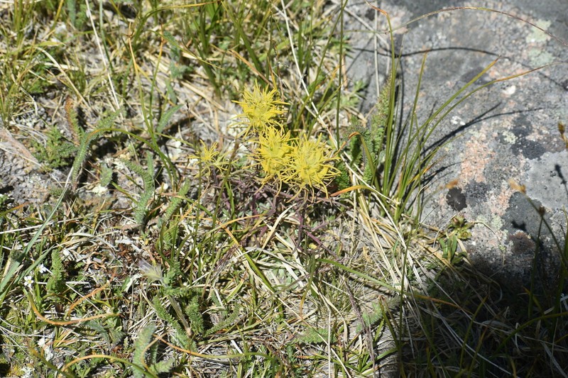 Shortflower Indian Paintbrush photo 6