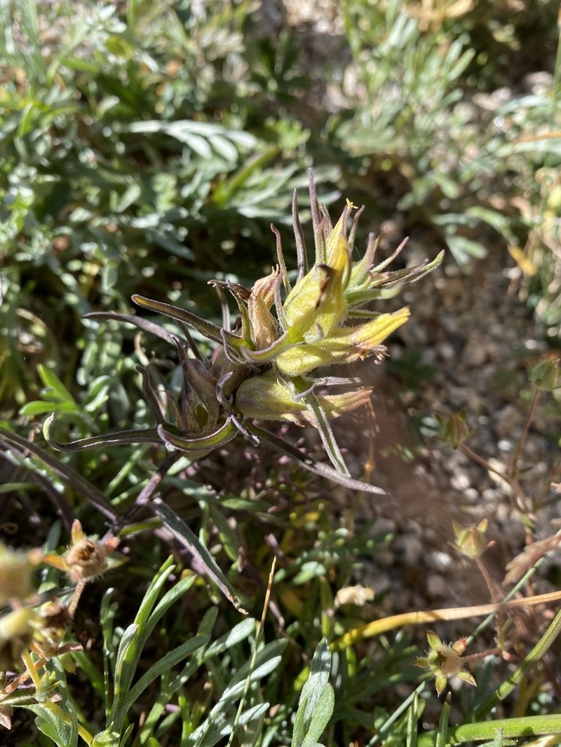 Shortflower Indian Paintbrush photo 7