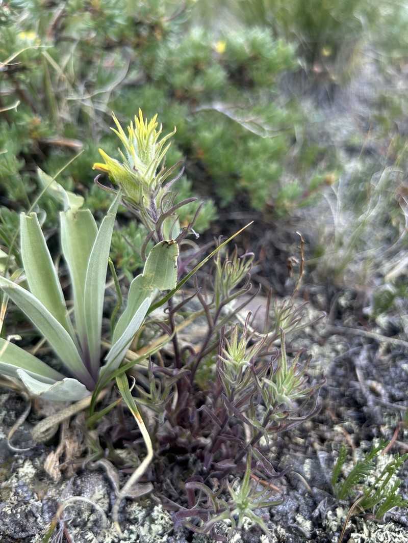 Shortflower Indian Paintbrush photo 8