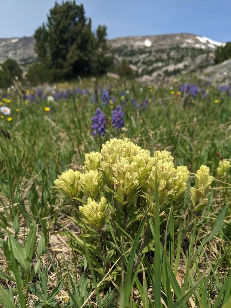 Beautiful Indian Paintbrush