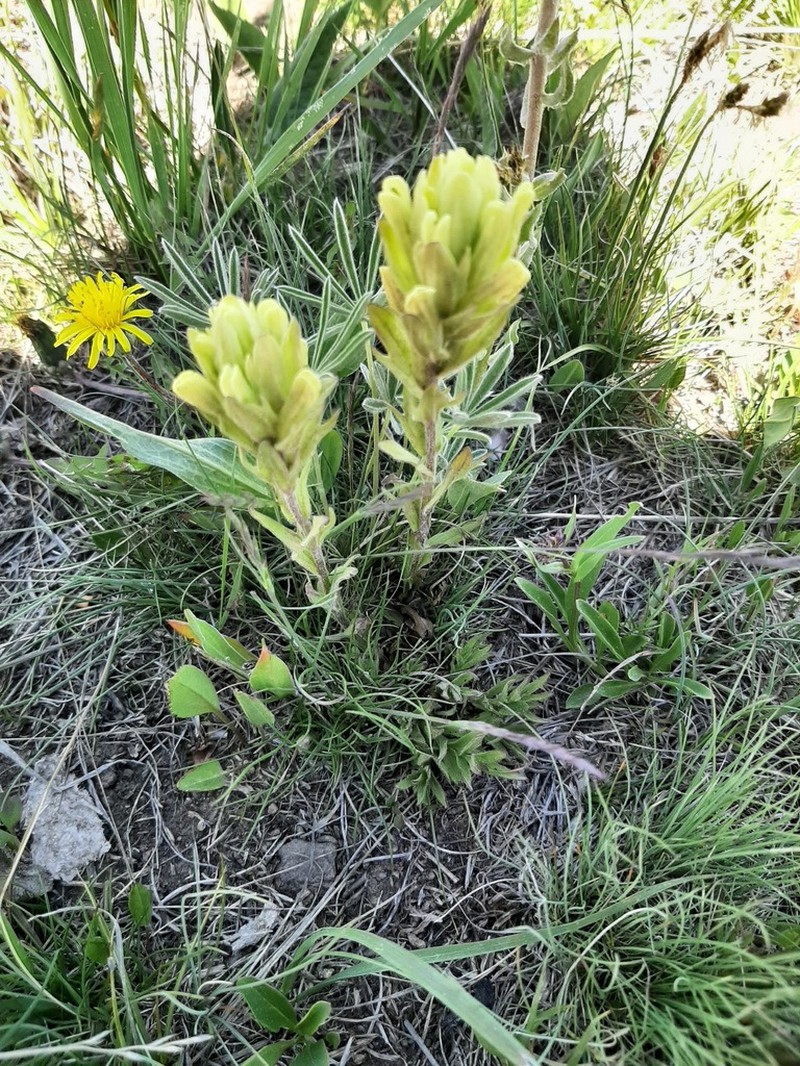Beautiful Indian Paintbrush photo 2