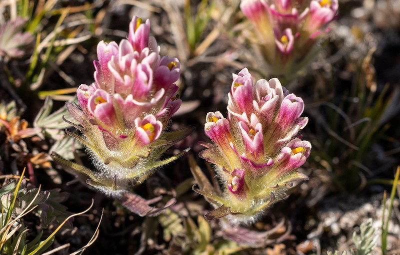 Beautiful Indian Paintbrush photo 3