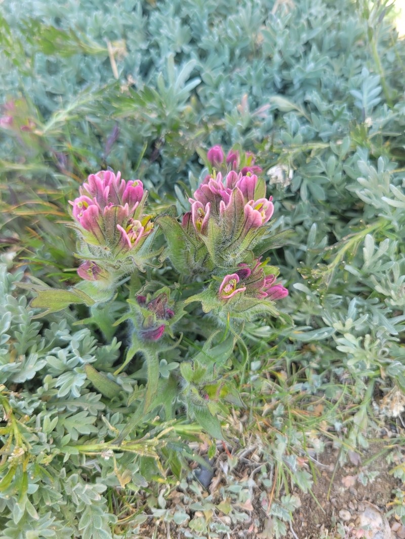 Beautiful Indian Paintbrush photo 4
