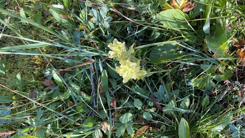 Beautiful Indian Paintbrush photo 5