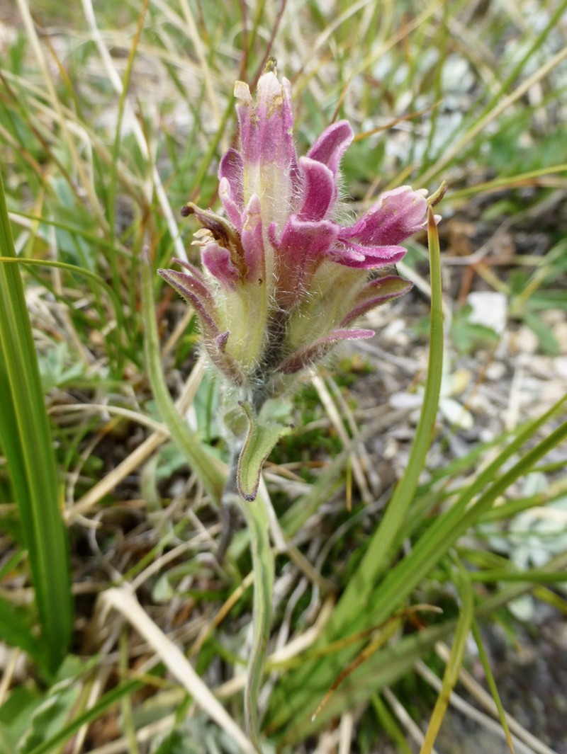 Beautiful Indian Paintbrush photo 6