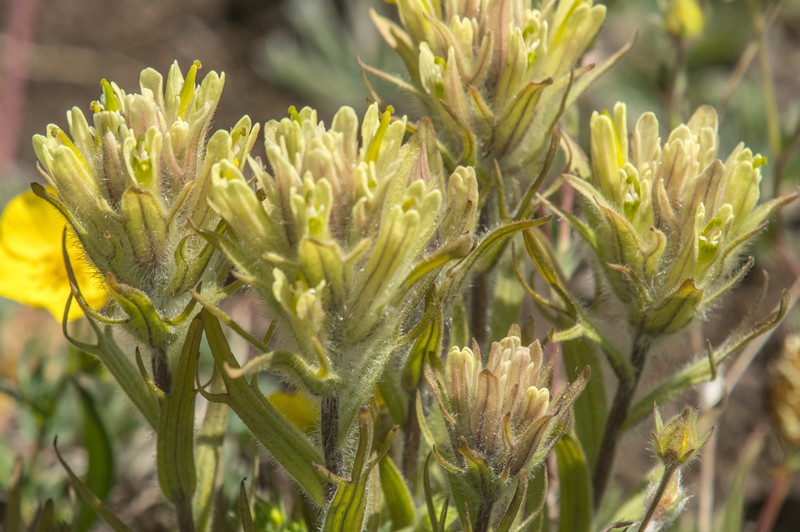 Beautiful Indian Paintbrush photo 7