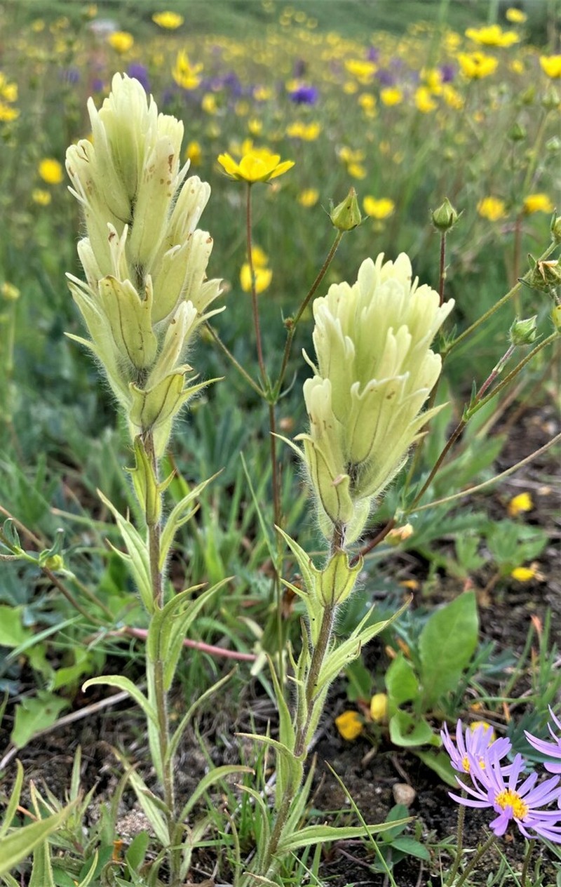 Beautiful Indian Paintbrush photo 8