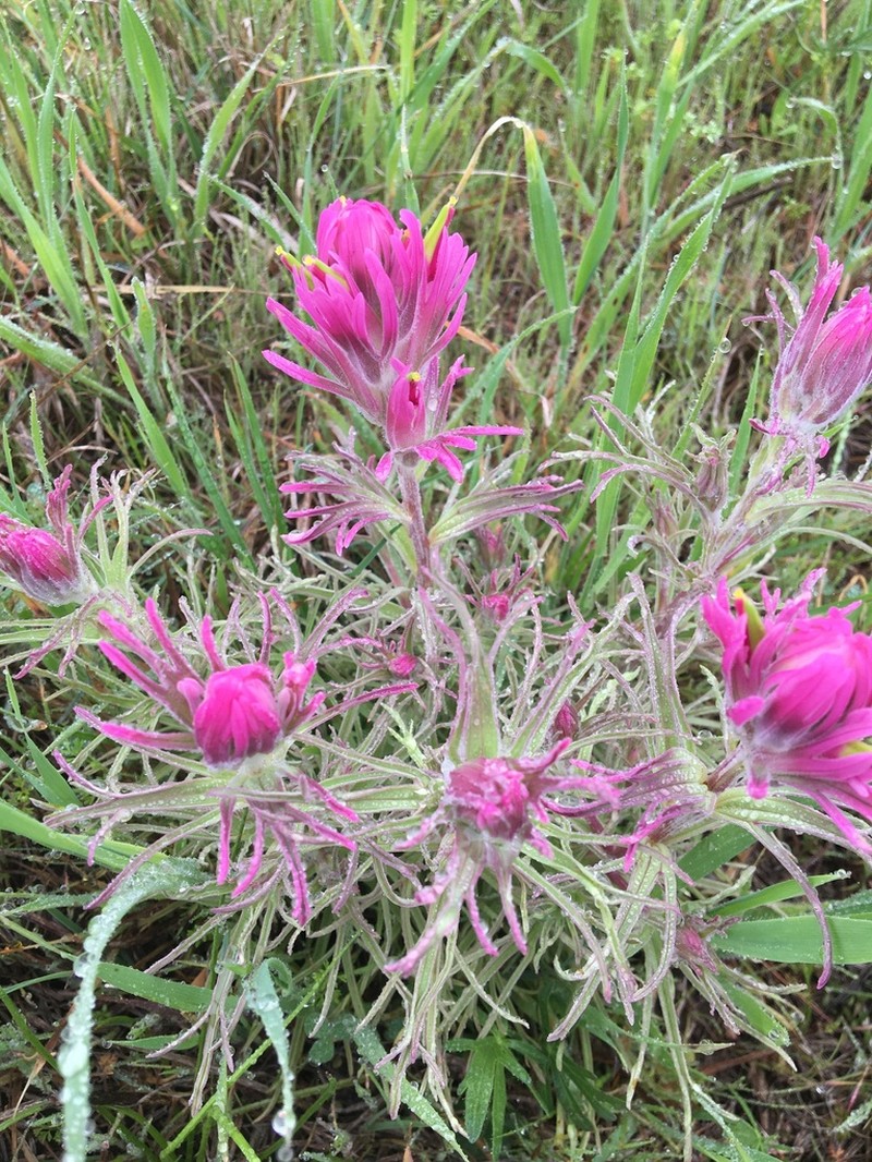 Downy Indian Paintbrush