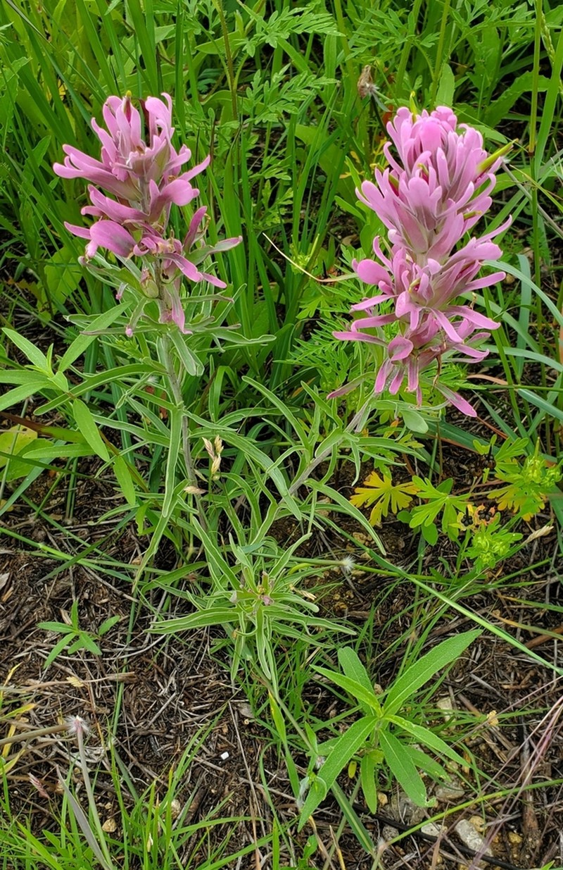Downy Indian Paintbrush photo 2