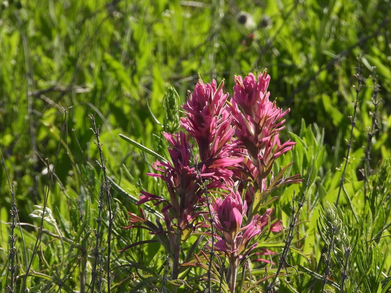 Downy Indian Paintbrush photo 3