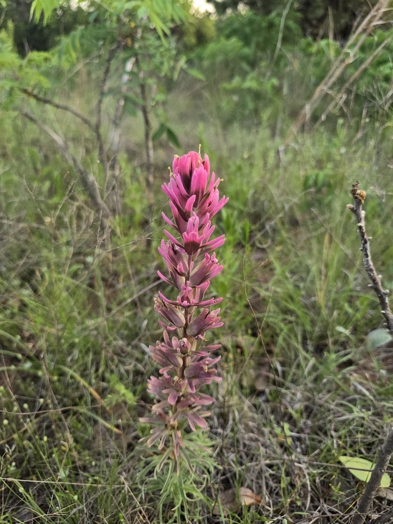 Downy Indian Paintbrush photo 4