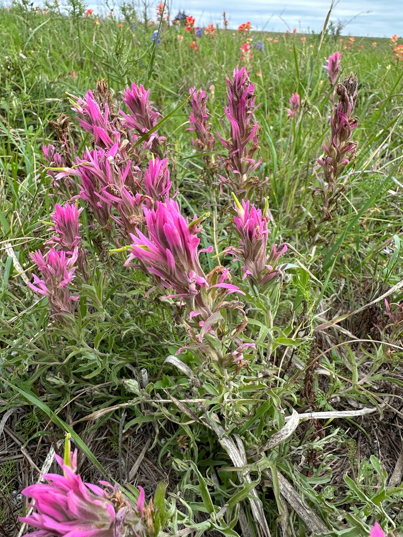 Downy Indian Paintbrush photo 5