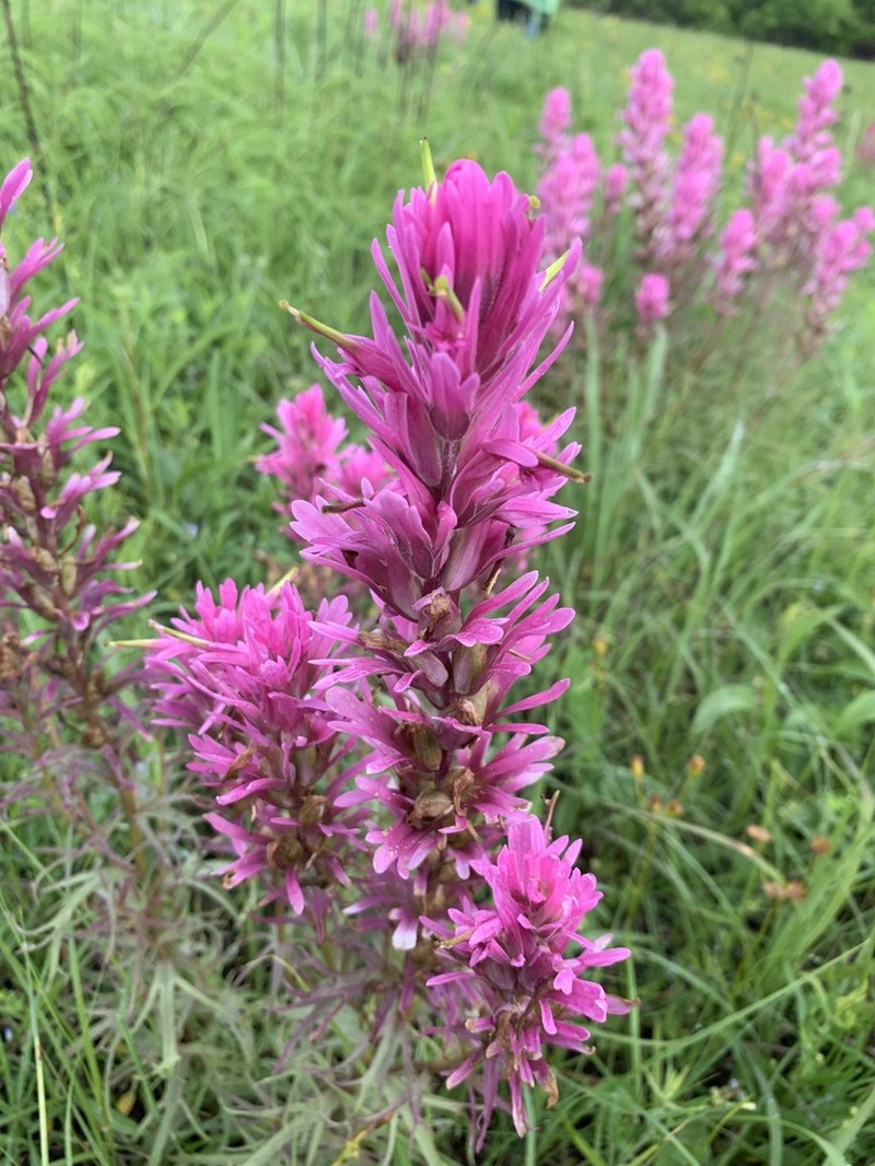 Downy Indian Paintbrush photo 6