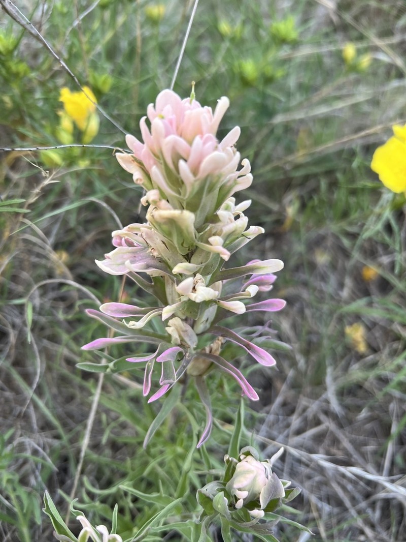 Downy Indian Paintbrush photo 7