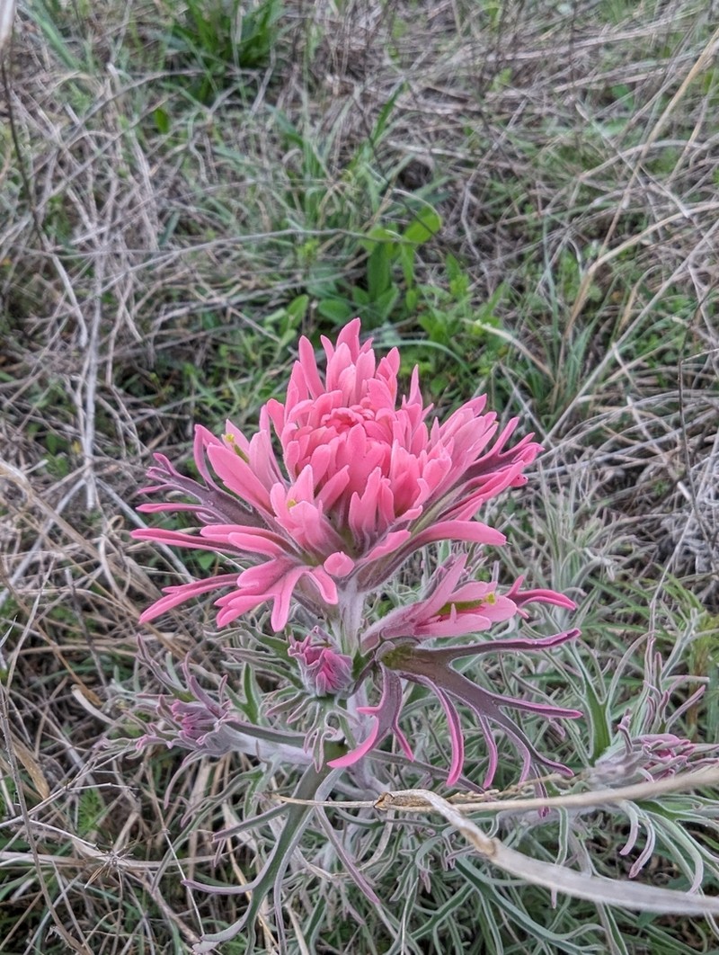 Downy Indian Paintbrush photo 8