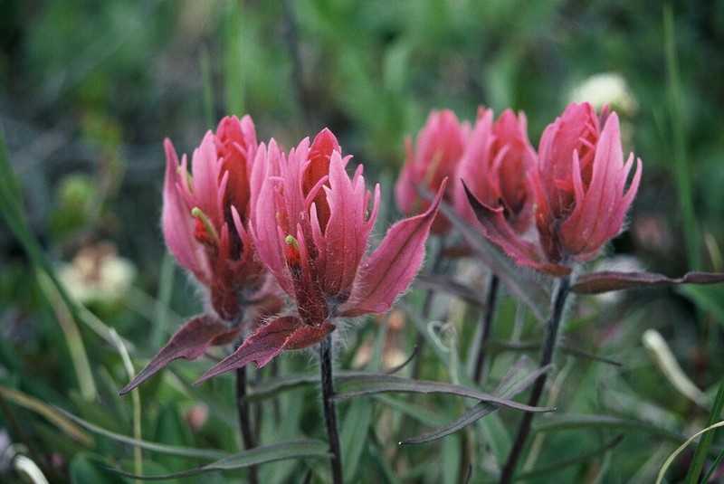 Raup's Indian Paintbrush