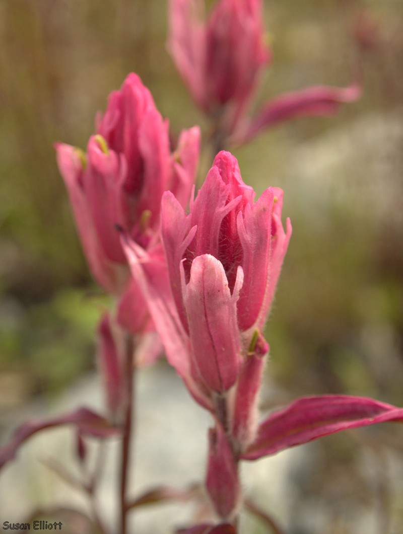 Raup's Indian Paintbrush photo 2