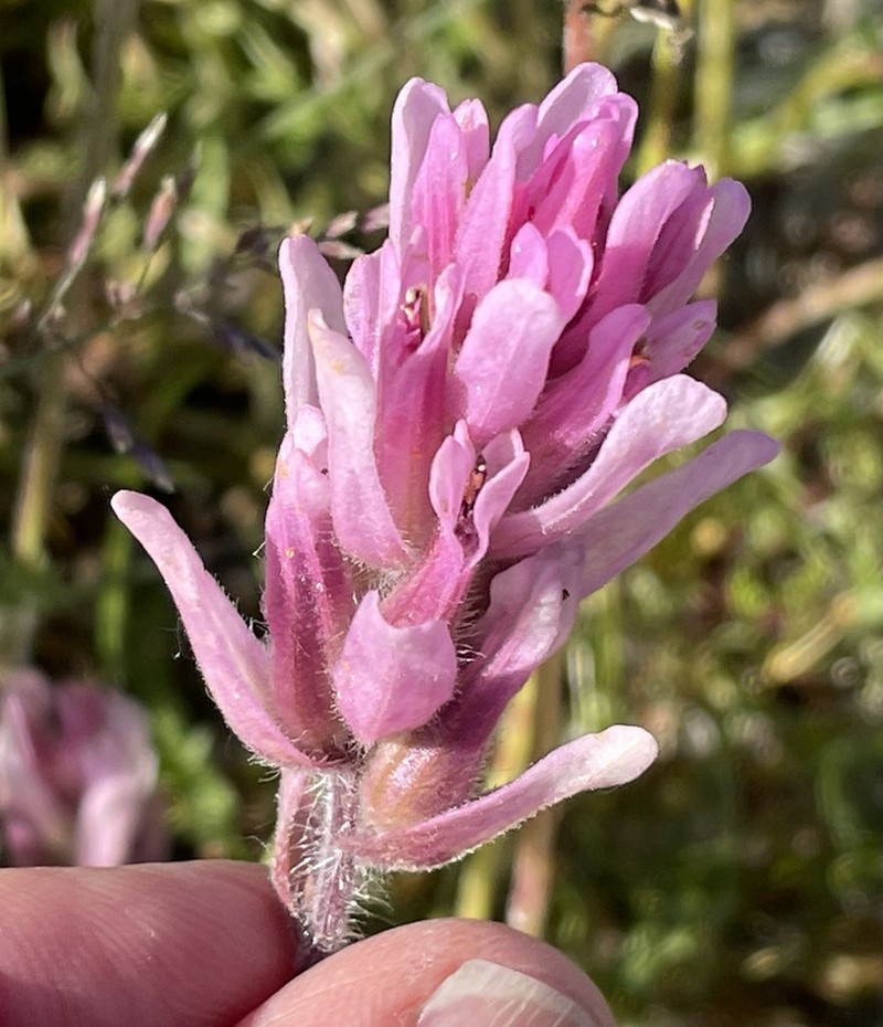 Raup's Indian Paintbrush photo 3