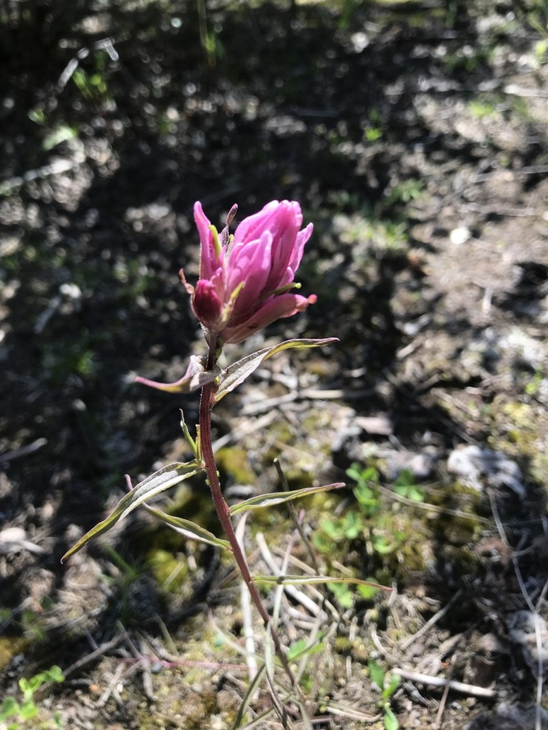 Raup's Indian Paintbrush photo 4