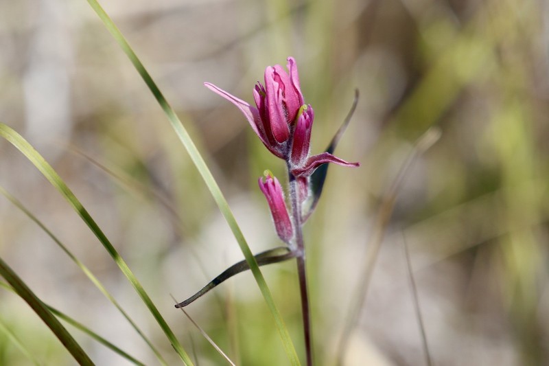 Raup's Indian Paintbrush photo 5