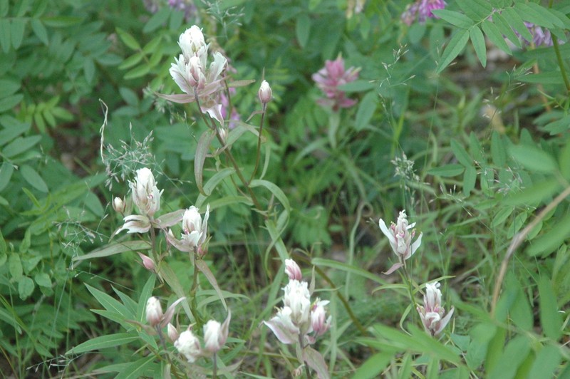 Raup's Indian Paintbrush photo 6