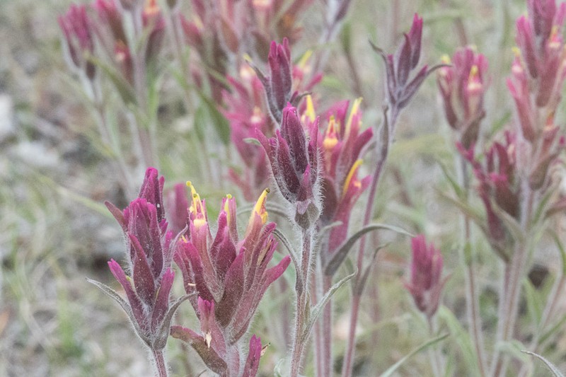 Raup's Indian Paintbrush photo 7