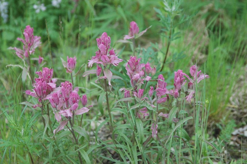 Raup's Indian Paintbrush photo 8