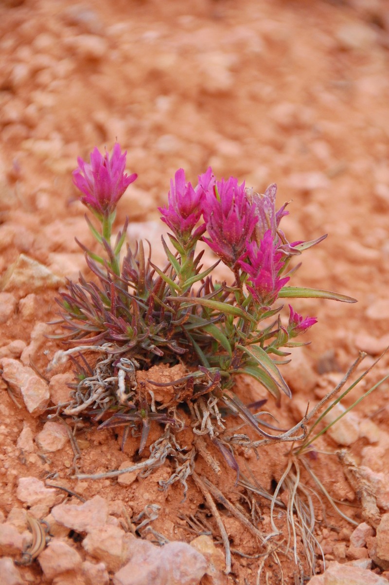 Bryce Canyon Indian Paintbrush photo 2