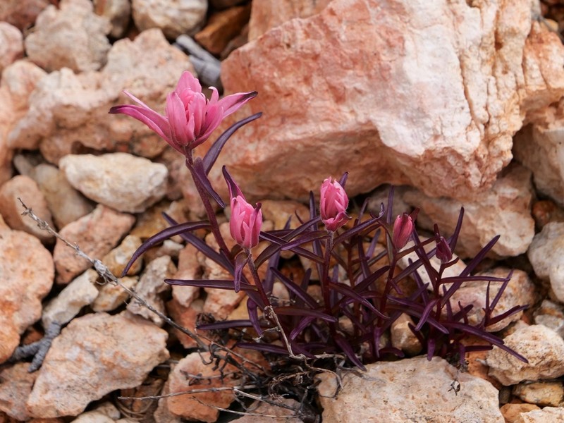 Bryce Canyon Indian Paintbrush photo 3