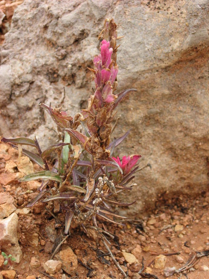 Bryce Canyon Indian Paintbrush photo 4