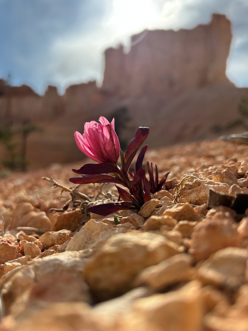 Bryce Canyon Indian Paintbrush photo 5